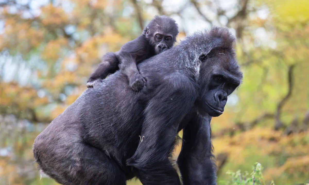 (Courtesy of Jordan Jones/Bristol Zoo Gardens)
