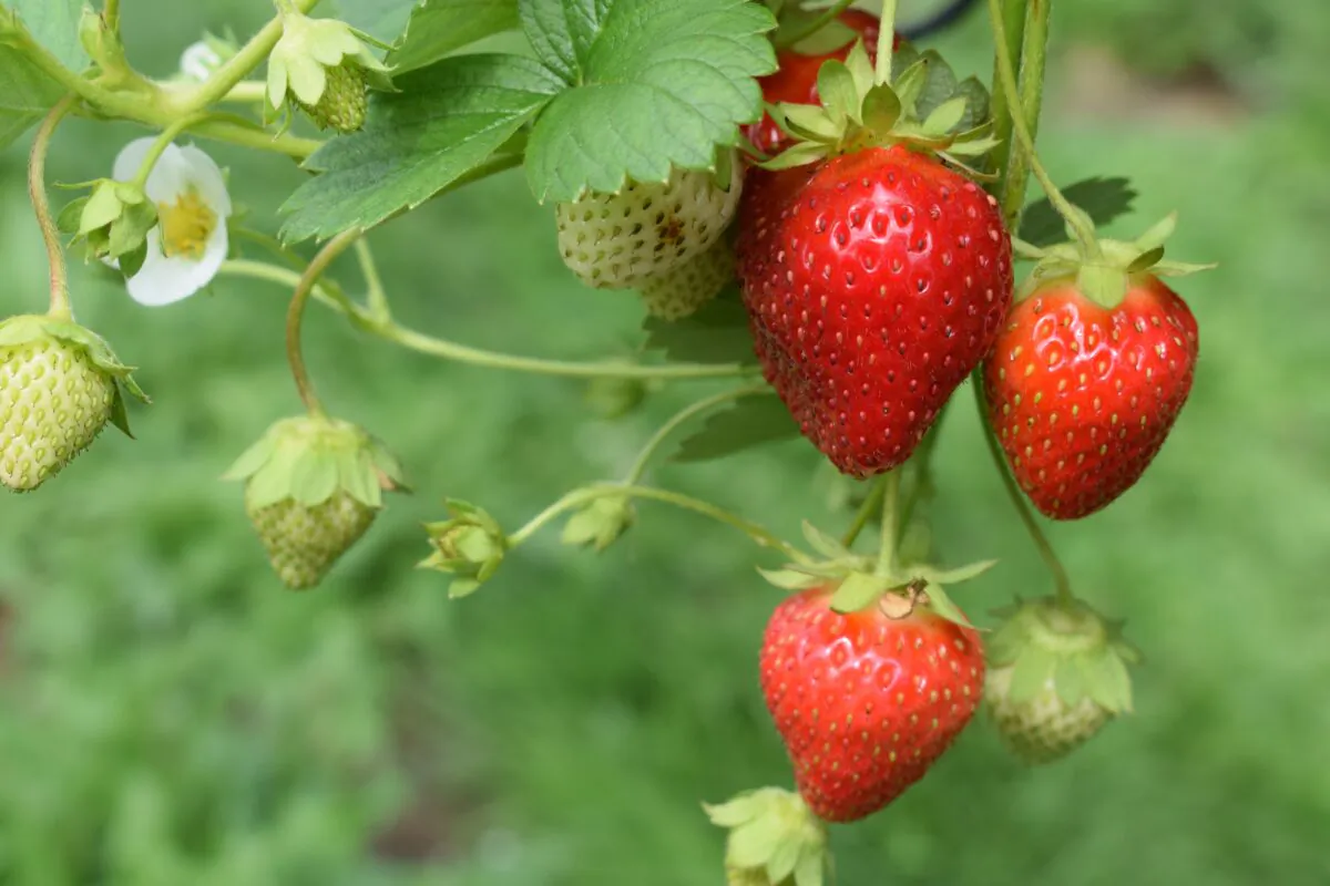 Strawberries come in three major groups. (Oliver Hale/Unsplash)