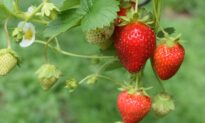 First Year Growing Strawberries? You Might Have to Wait Another