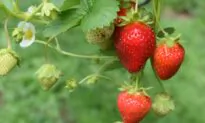First Year Growing Strawberries? You Might Have to Wait Another