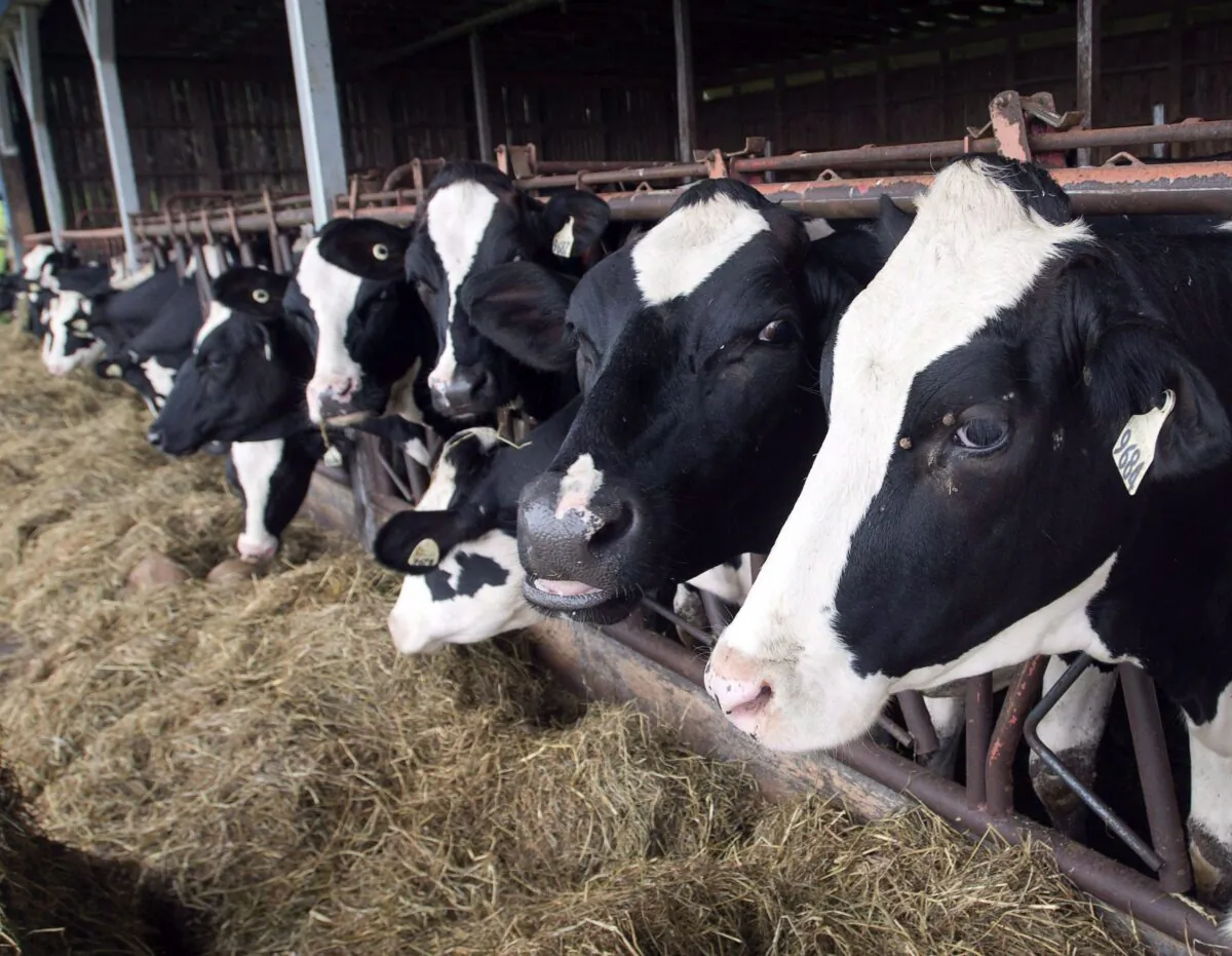 Cows are seen at a dairy farm in Danville, Quebec, in a file photo. (The Canadian Press/Ryan Remiorz)