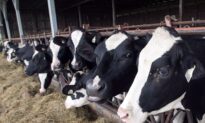 US Win in Trade Dispute Could Benefit Canadian Dairy Consumers