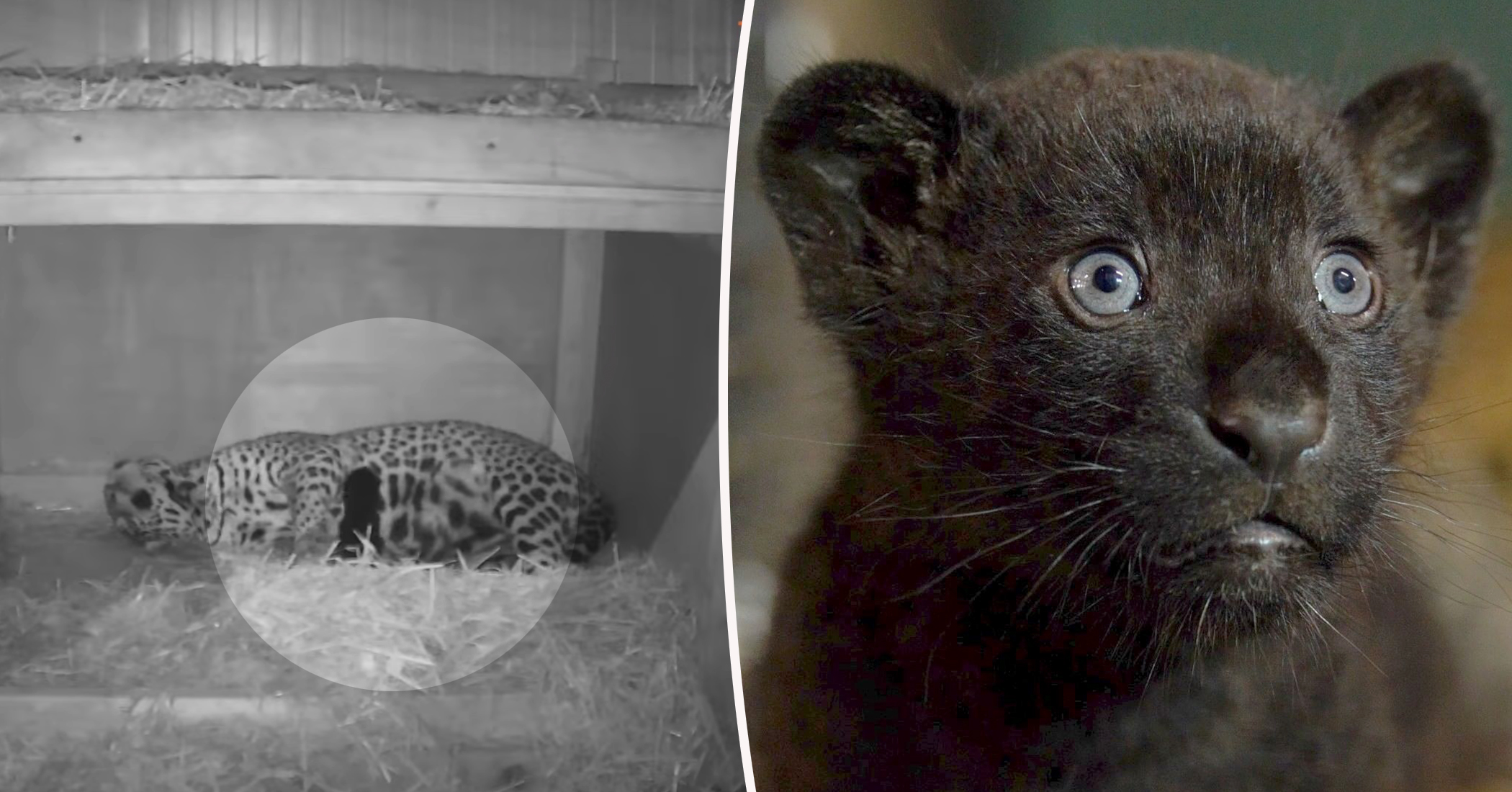 Gorgeous Rare Female Black Jaguar Cub Is Born At England S Big Cat Sanctuary