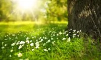Australia Leverages Forests and Land to Reach Record-Low Emissions