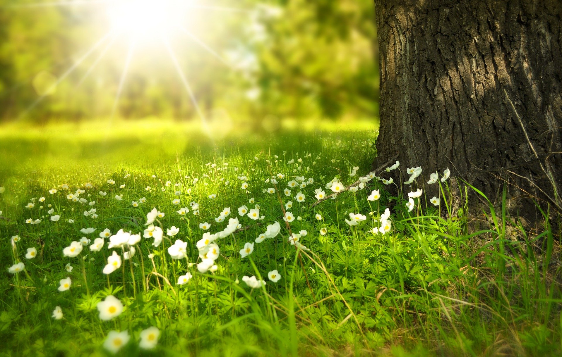 Australia Leverages Forrests and Land to Reach Record-Low Emissions - Vimarsana News