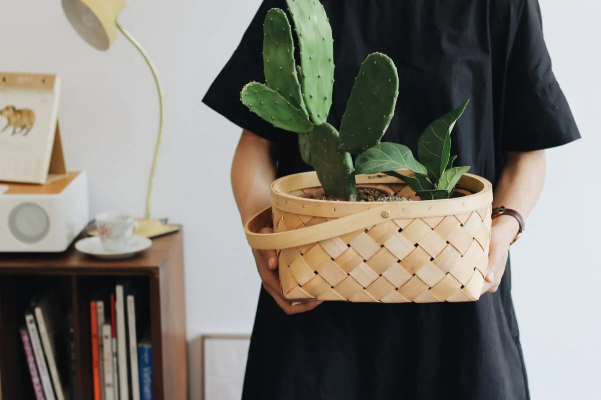 Almost any container can become a hanging one, in this example, a small picnic basket can be used and string can by connected to the handle for hanging. (Lizzie/Unsplash)