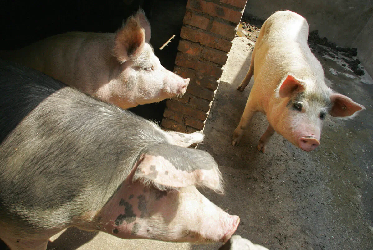 Pigs in a pen on the outskirts of Beijing.(Frederic J. Brown/AFP via Getty Images)