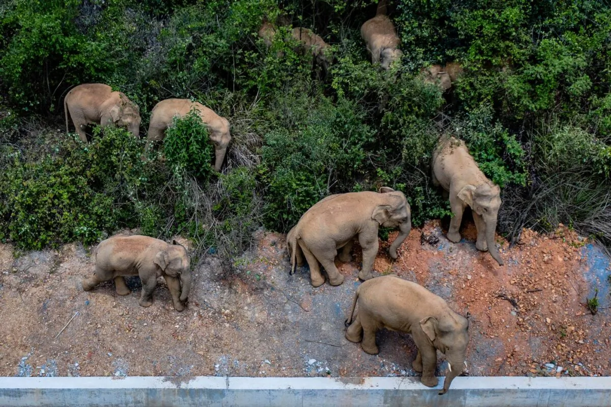 A herd of wild Asian elephants stands in E'shan county in southwestern China's Yunnan Province, China, on May 28, 2021. (Hu Chao/Xinhua via AP)