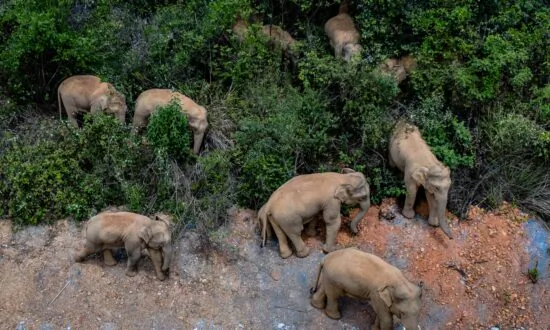 A Rare Sight: Elephant Herd Marches North Toward Kunming in China