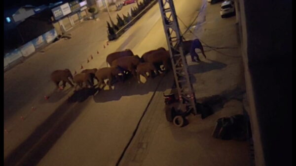 A herd of elephants