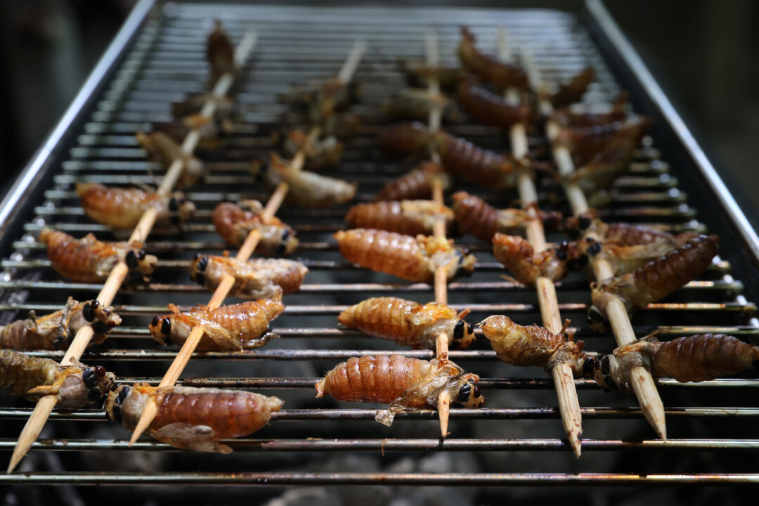 Cicadas are grilled on charcoal in Crofton, Md., on May 22, 2021. (Chip Somodevilla/Getty Images)