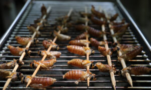 FDA Warns People With Seafood Allergies Not to Eat Cicadas