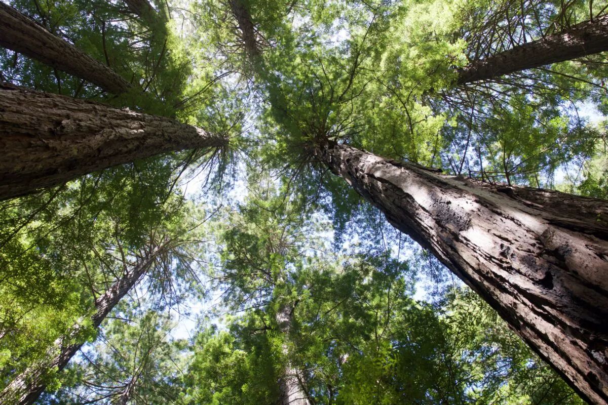 Muir Woods redwood trees can reach heights of 250 feet. (Courtesy of Karen Gough)