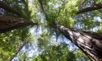 A Gambol in Muir Woods, the Pelican Inn, and Muir Beach