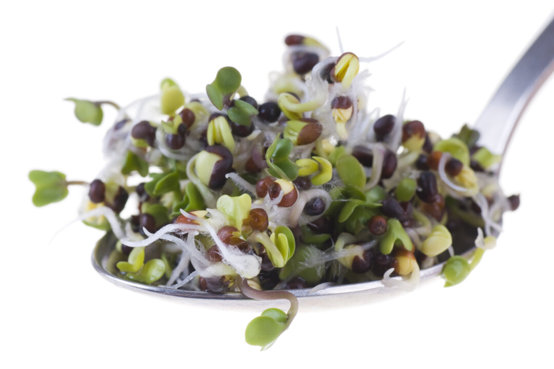 Eating sulforaphane-yielding broccoli sprouts or powder supplements can assist the body in repelling viral entry.(pixelman/Shutterstock)