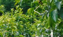 Gardening Bars And How To Make Them