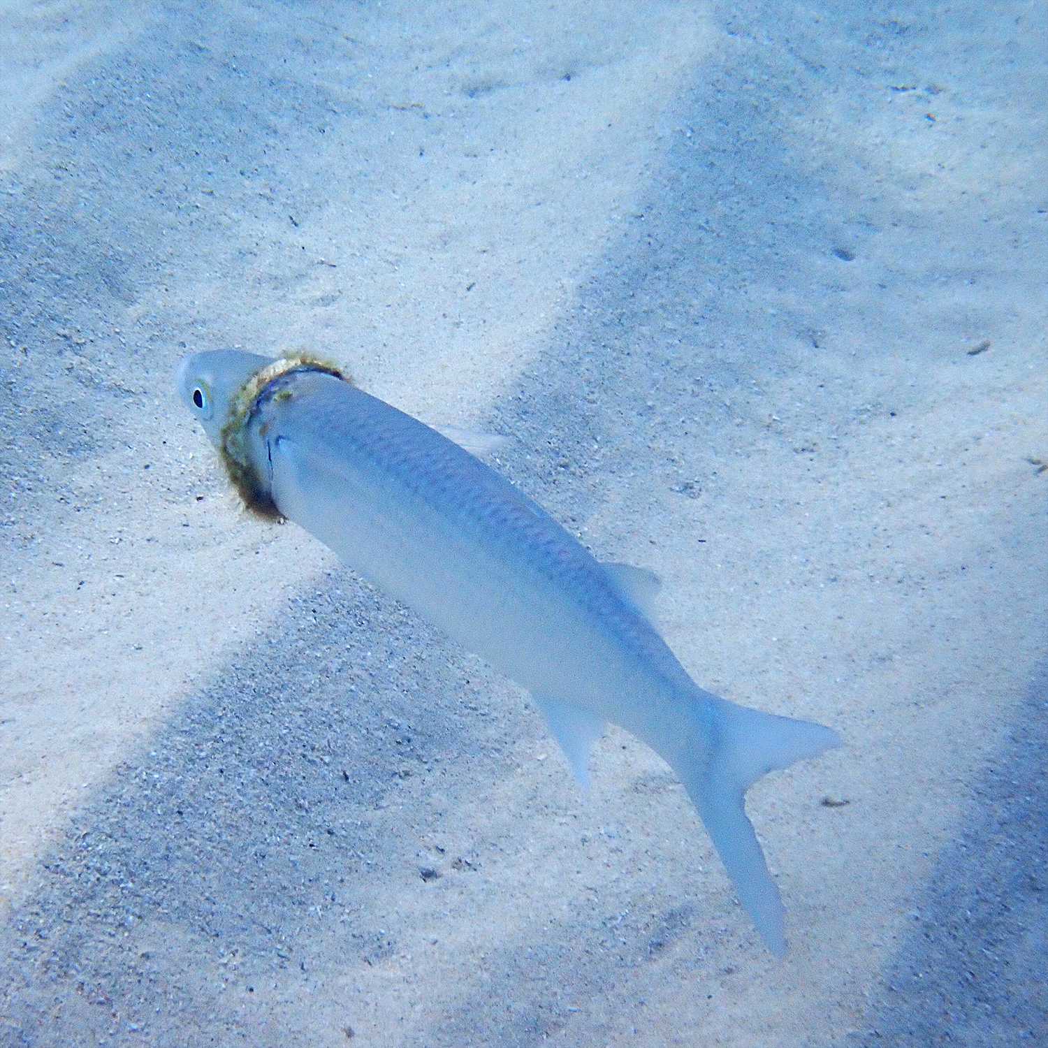 Mystery of fish caught with wedding ring attached solved