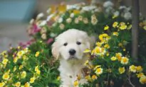 Beware of backyard pet dangers