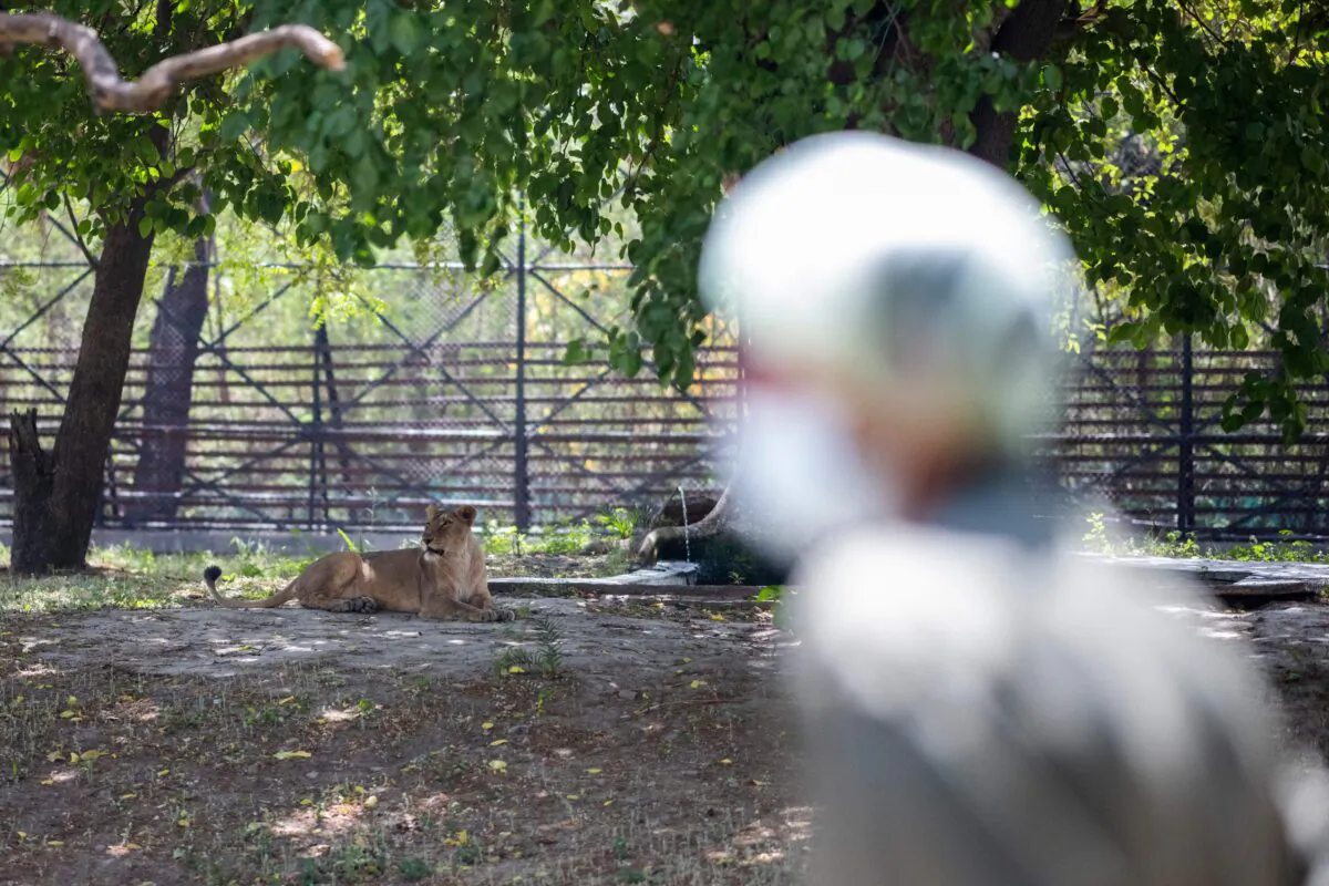 A worker stands next to an enclosure of lioness at the National Zoological Park in New Delhi, India, on April 1, 2021. (Jewel Samad/AFP via Getty Images)