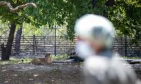 Lioness Dies From COVID-19 in Indian Zoo