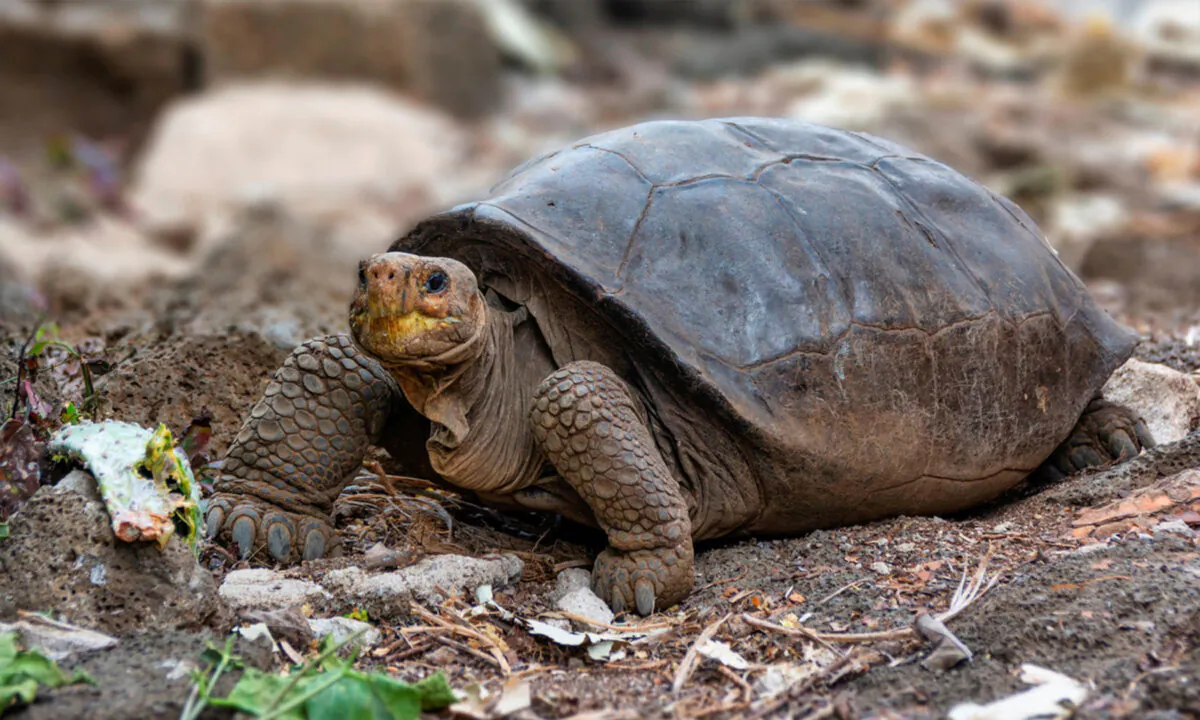 (Galapagos National Park/Handout via Reuters)
