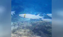 Snorkeler Spots Groom’s Lost $1,000 Wedding Band Stuck Around Mullet Fish in Australia