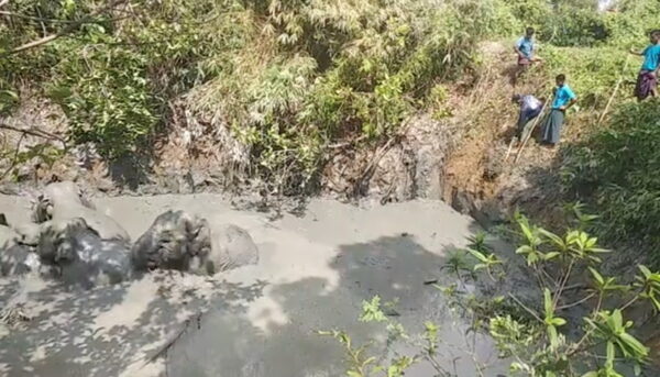 An elephant herd is seen stranded in a mud pit