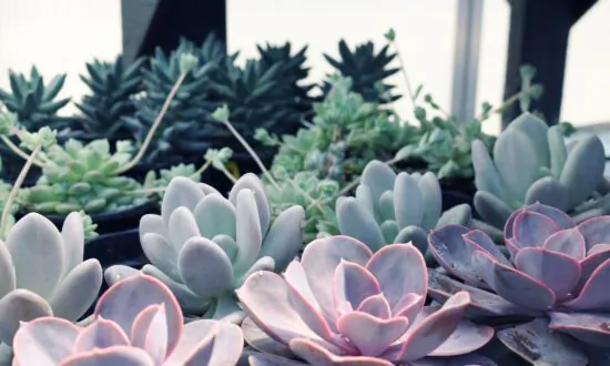 Man Who Poached $150,000 Worth of Plants Sentenced to 2 Years