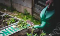Gardening indoors vs outdoor