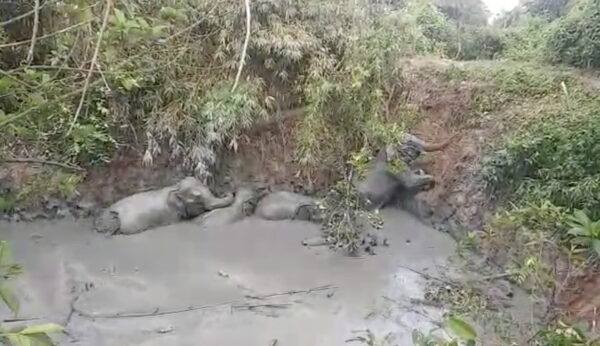 An elephant herd is seen stranded in a mud pit