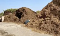 Cover Up—Why mulch matters no matter the season