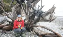 ‘Highly Intelligent’: A Forestry Scientist’s Journey of Discovering How Trees Communicate