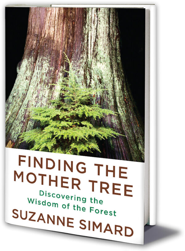 A Forestry Scientist’s Journey of Discovering How Trees Communicate