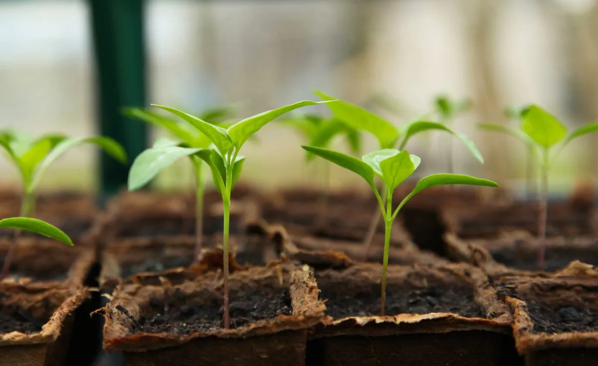 Growing plants from seeds is an easy way to diversify your garden. (J Garget/Pixabay)