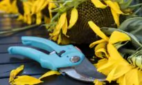 Getting Started with Your First Garden