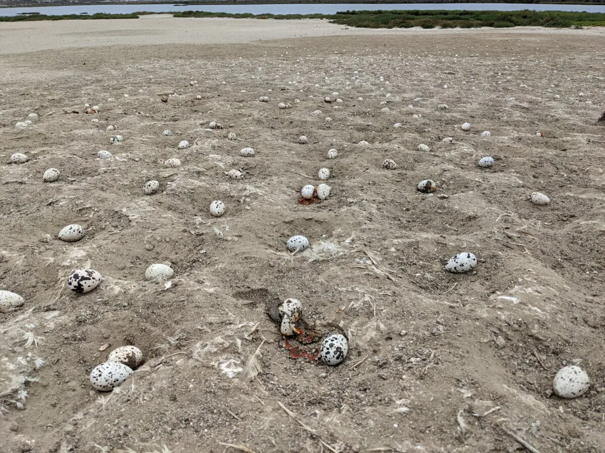 Thousands of elegant tern eggs were abandoned after an errant drone crashed among their nesting field at the Bolsa Chica Ecological Reserve, frightening the birds away from their natural breeding ground. (Courtesy of the California Department of Fish and Wildlife) 