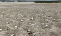 Estuary Drone Crash Leaves Thousands of Eggs Abandoned