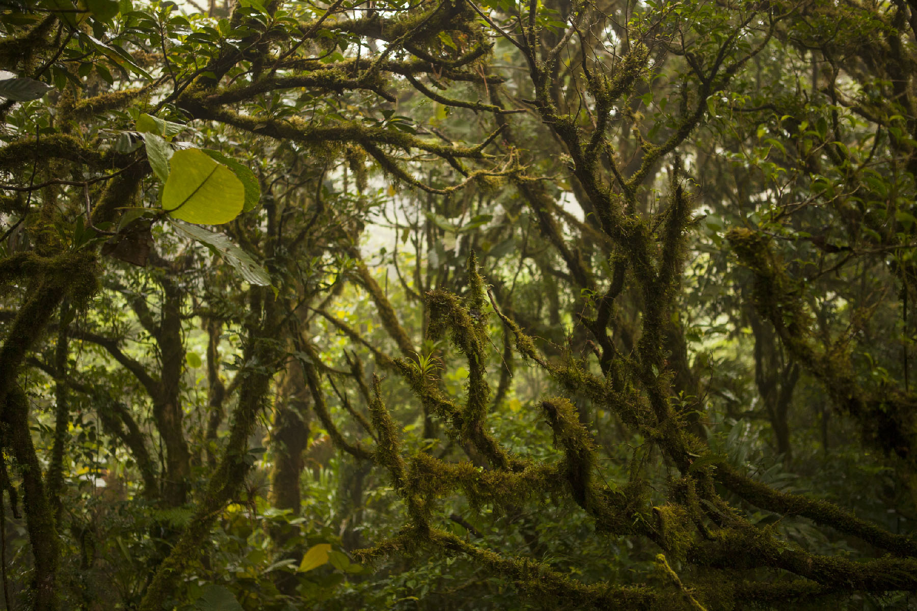 Monteverde Cloud Forest Is the Star of a Costa Rican Tour - Vimarsana News
