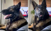 Video Shows Ex-Police K9’s Hilarious Response When Owner Says ‘Cocaine’—and It Goes Viral
