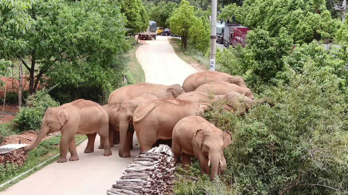 A migrating herd of elephants graze in Kunming, southwestern China's Yunnan Province, on June 4, 2021. (Yunnan Forest Fire Brigade via AP)