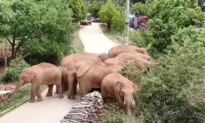 China’s Wild Elephants on the Move Again After Day of Rest