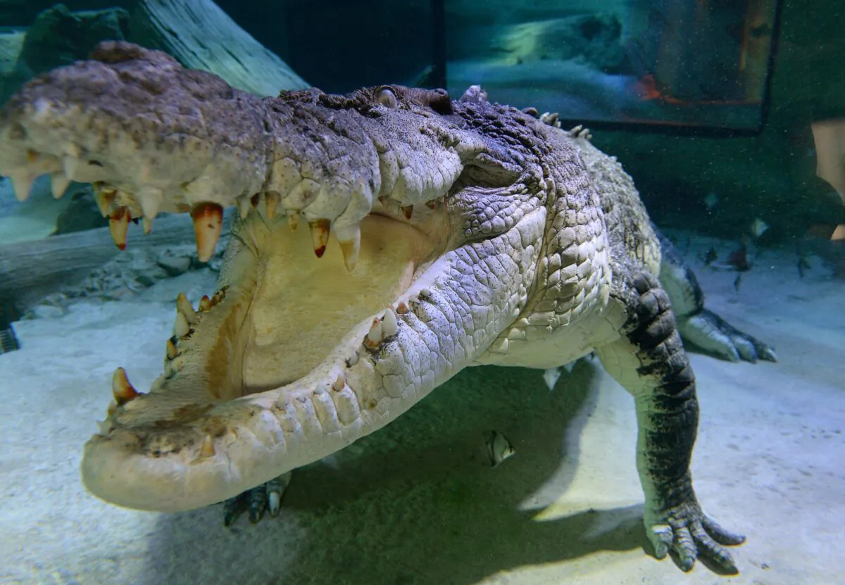 Undated image of a Salt Water Crocodile at Melbourne Aquarium in Australia. (Anthony Devlin/PA)