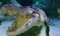 Family ‘Proud’ of Twin Who Fought Off Crocodile Attacking Her Sister in Mexico