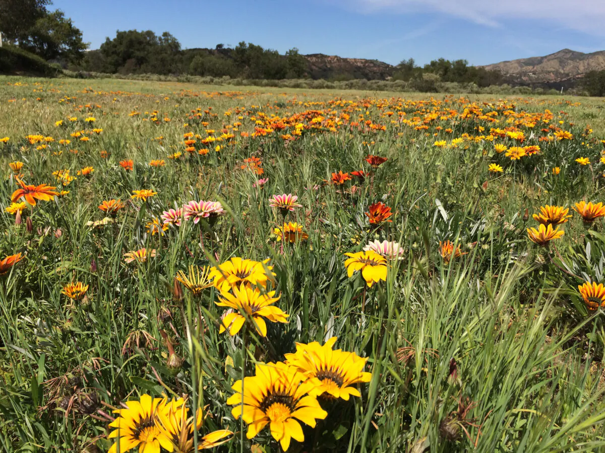 The popular Rose Canyon flower field in Rancho Santa Margarita, Calif. Local residents are calling on the city to protect the field from state-mandating housing requirements. (Michelle Thompson/The Epoch Times)