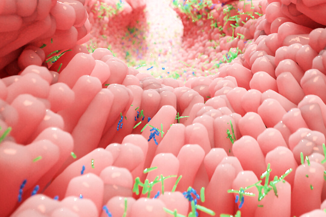 Human microbiota in intestine (Alpha Tauri 3D Graphics/Shutterstock)