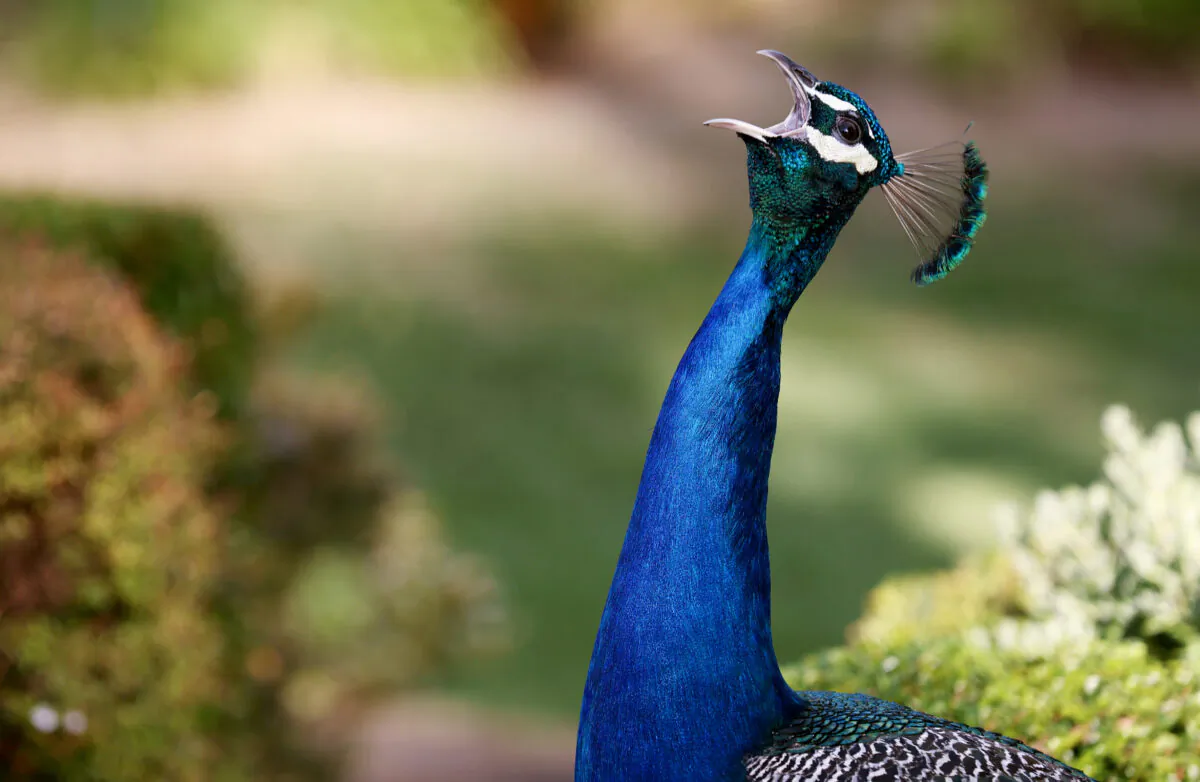 A peacock screams while standing on a resident's lawn in Arcadia, Calif., on June 8, 2021. (Mario Tama/Getty Images)