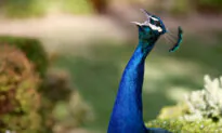 Birdwatchers Must Be Made to Embrace Diversity and Inclusion