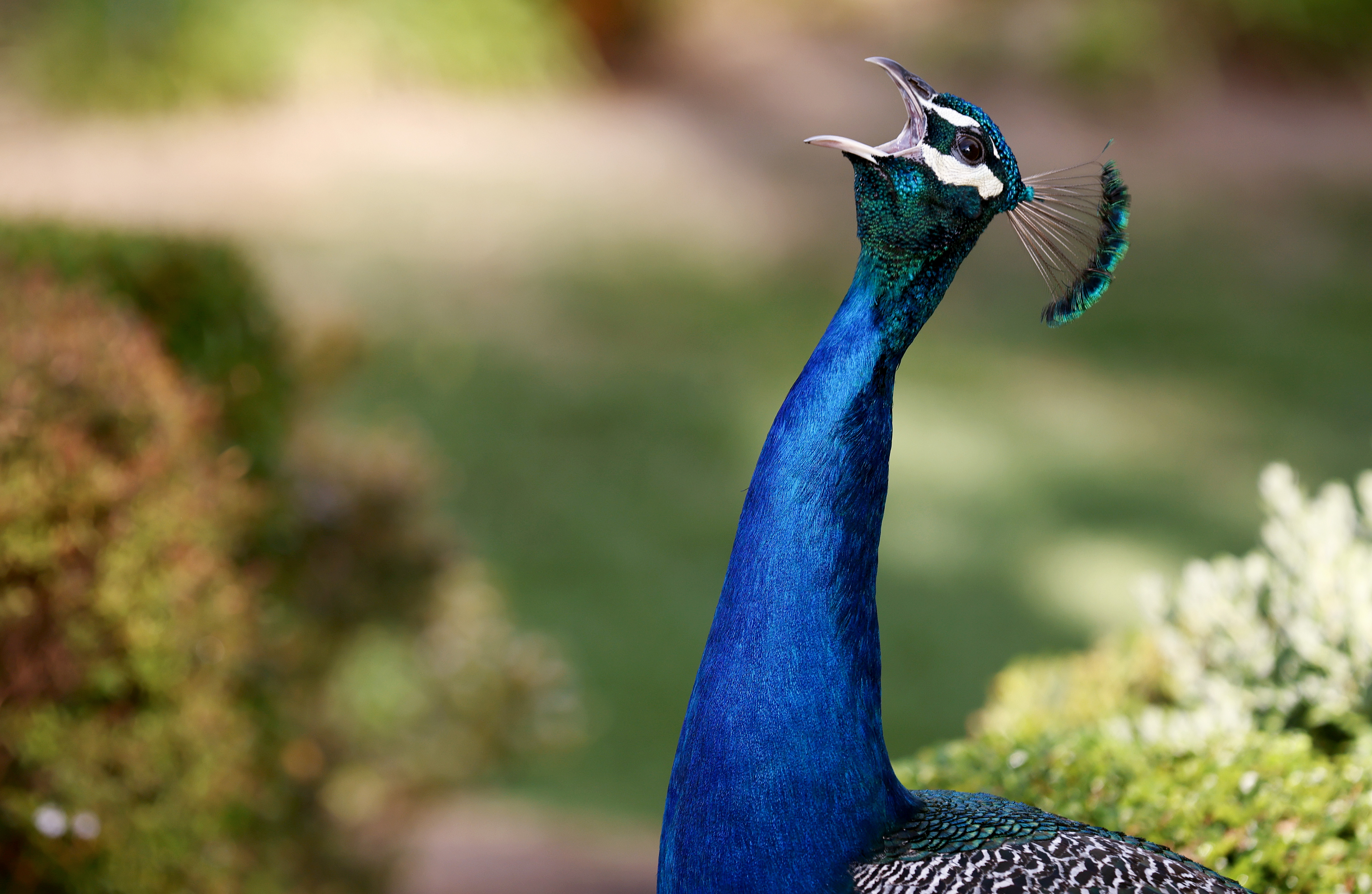 Birdwatchers Must Be Made to Embrace Diversity and Inclusion - Vimarsana News