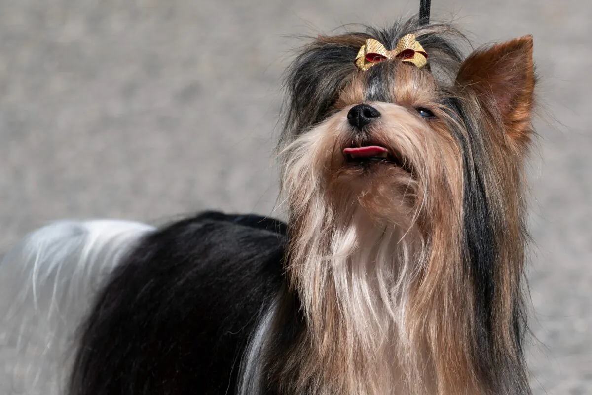 A biewer terrier is presented for journalists during a news conference, in Tarrytown, N.Y., at the Lyndhurst Estate where the 145th Annual Westminster Kennel Club Dog Show will be held outdoors, on June 8, 2021. (John Minchillo/AP Photo)