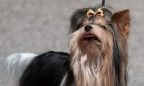 No Audience, New Venue, but Westminster Dog Show Barks On